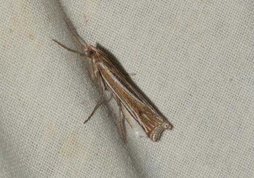 Réf. 268 662 : Ancylolomia tentaculella
